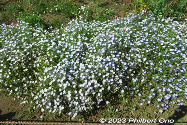 Nemophila (baby blue eyes). There's more on a large slope elsewhere in the park.
Keywords: tokyo tachikawa Showa Kinen Park