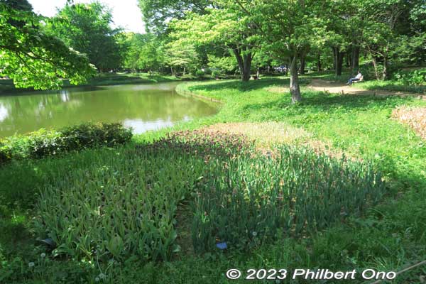 Patches of tulips already finished blooming. Must've been colorful from late March to mid-April.
Keywords: tokyo tachikawa Showa Kinen Park