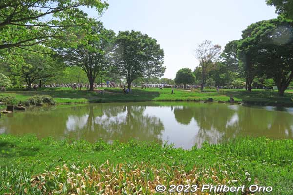 Across this pond was a crowd ogling baby blue eyes.
Keywords: tokyo tachikawa Showa Kinen Park
