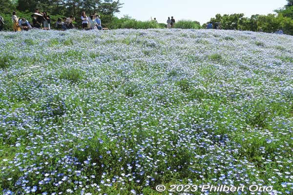 Nemophila (baby blue eyes) at Showa Kinen Park, Tachikawa, Tokyo.
Keywords: tokyo tachikawa Showa Kinen Park