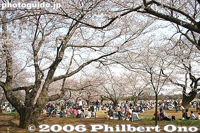 Cherry blossoms bloom from late March to mid-April.
Keywords: tokyo tachikawa showa kinen memorial park