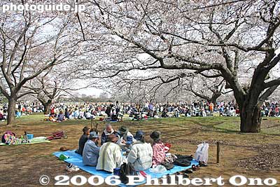 Cherry blossoms
Keywords: tokyo tachikawa showa kinen memorial park