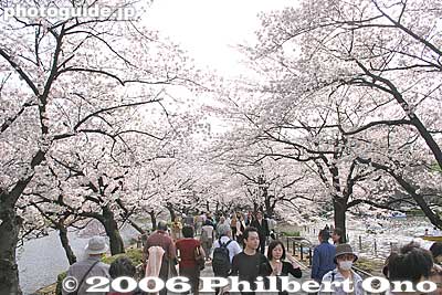 Cherry blossom tunnel across Shinobazu Pond.
Keywords: tokyo taito-ku ueno pond cherry blossom sakura