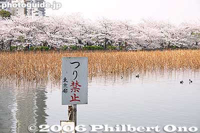 Keywords: tokyo taito-ku ueno pond cherry blossom sakura