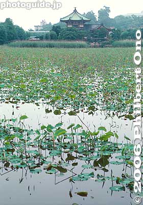 Lotus in Shinobazu Pond (June).
Keywords: tokyo taito-ku ueno pond cherry blossom sakura