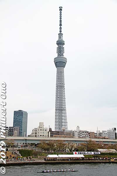 Tokyo Skytree is the backdrop for Sumida River, Tokyo's most famous and storied river. This part of the river is near Asakusa. In mid-April, longtime rivals Waseda University and Keio University hold their annual Sokei Regatta (早慶レガッタ).
Sokei Regatta (早慶レガッタ) is the Waseda-Keio Regatta held here on Sumida River. (At Keio University, it's usually called the "Keio-Waseda Regatta.")
Keywords: tokyo sumida river sokei Waseda Keio Regatta rowing boat