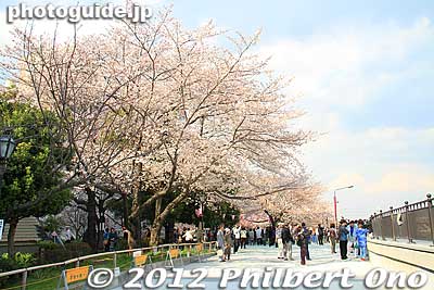Sumida Park cherry blossoms.
Keywords: tokyo taito-ku asakusa sumida park river cherry blossoms sakura flowers