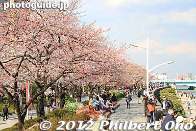 Sumida Park cherry blossoms in Asakusa, Tokyo.
Keywords: tokyo taito-ku asakusa sumida park river cherry blossoms sakura flowers