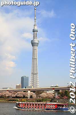 Tokyo Sky Tree was to open this year in 2012.
Keywords: tokyo taito-ku asakusa sumida park river cherry blossoms sakura flowers skytree