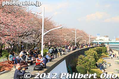 Sumida Park cherry blossoms, Asakusa, Tokyo.
Keywords: tokyo taito-ku asakusa sumida park river cherry blossoms sakura flowers