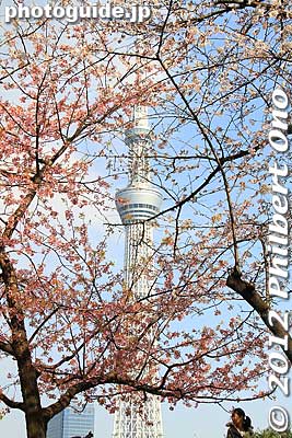 Keywords: tokyo taito-ku asakusa sumida park river cherry blossoms sakura flowers