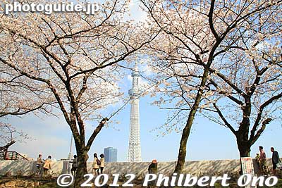 Tokyo Sky Tree as seen from Sumida Park.
Keywords: tokyo taito-ku asakusa sumida park river cherry blossoms sakura flowers skytree