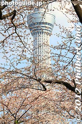 Keywords: tokyo taito-ku asakusa sumida park river cherry blossoms sakura flowers skytree