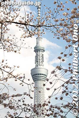 Sumida Park
Keywords: tokyo taito-ku asakusa sumida park river cherry blossoms sakura flowers skytree