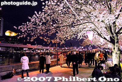 Sumida Park's cherry blossoms at night. These night photos were taken before Tokyo Sky Tree was built.
Keywords: tokyo taito-ku sumida koen park cherry blossoms sakura matsuri flowers night