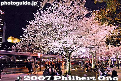 Sumida Park's cherry blossoms at night.
Keywords: tokyo taito-ku sumida koen park cherry blossoms sakura matsuri flowers night