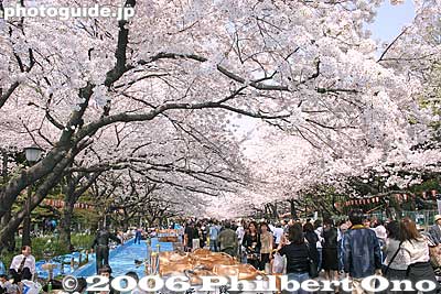 Keywords: tokyo taito-ku ueno cherry blossom sakura