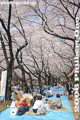 Keywords: tokyo taito-ku ueno cherry blossom sakura