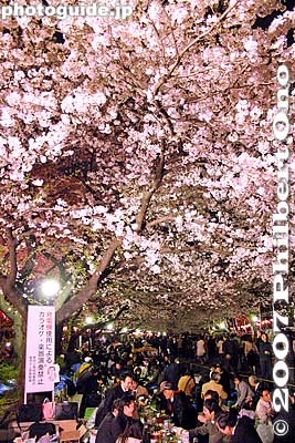 Lot more people eating and drinking at night than during the day.
Keywords: tokyo taito-ku ueno park cherry blossom sakura night