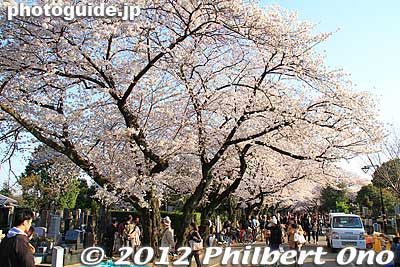 This is the main drag.
Keywords: tokyo taito-ku Yanaka Cemetery cherry blossoms sakura flowers