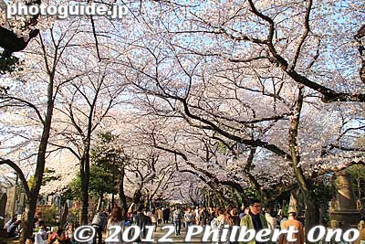 Keywords: tokyo taito-ku Yanaka Cemetery cherry blossoms sakura flowers