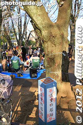 Marker showing the location of the pagoda.
Keywords: tokyo taito-ku Yanaka Cemetery cherry blossoms sakura flowers