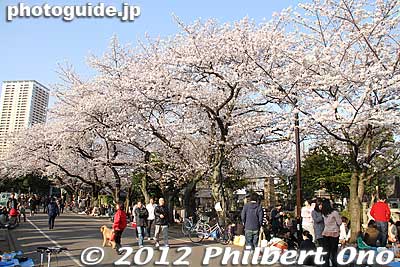 Keywords: tokyo taito-ku Yanaka Cemetery cherry blossoms sakura flowers