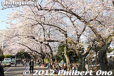 The main drag was the sando path to Tennoji temple.
Keywords: tokyo taito-ku Yanaka Cemetery cherry blossoms sakura flowers