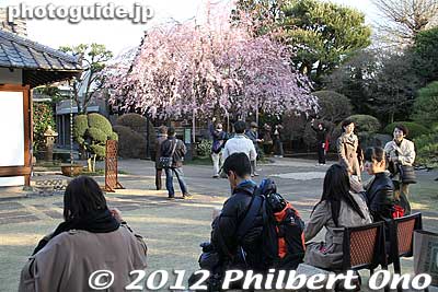 Tennoji temple.
Keywords: tokyo taito-ku Yanaka Cemetery tennoji temple cherry blossom tree weeping