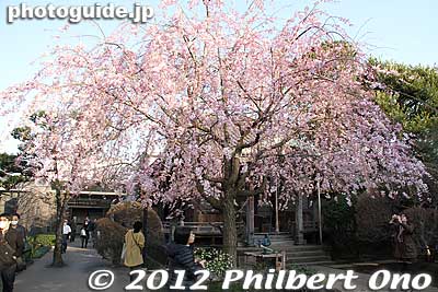 Tennoji temple also has this crowd-pleasing weeping cherry tree.
Keywords: tokyo taito-ku Yanaka Cemetery tennoji temple cherry blossom tree weeping
