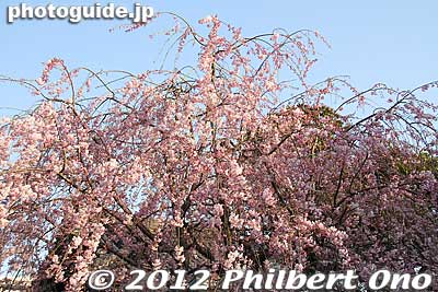 Keywords: tokyo taito-ku Yanaka Cemetery tennoji temple cherry blossom tree weeping