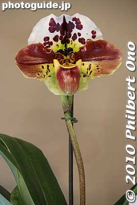 There is an incredible vareity of orchids. Very exotic looking ones too.
Keywords: tokyo bunkyo-ku dome Japan Grand Prix International Orchids Festival show flowers 