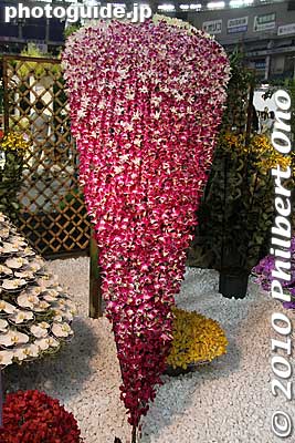 This one caught everyone's eye.
Keywords: tokyo bunkyo-ku dome Japan Grand Prix International Orchids Festival show flowers 