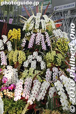 Keywords: tokyo bunkyo-ku dome Japan Grand Prix International Orchids Festival show flowers 