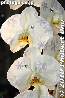 Snowflakes
Keywords: tokyo bunkyo-ku dome Japan Grand Prix International Orchids Festival show flowers 