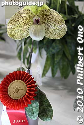 Keywords: tokyo bunkyo-ku dome Japan Grand Prix International Orchids Festival show flowers 