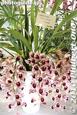 Plushenko
Keywords: tokyo bunkyo-ku dome Japan Grand Prix International Orchids Festival show flowers 