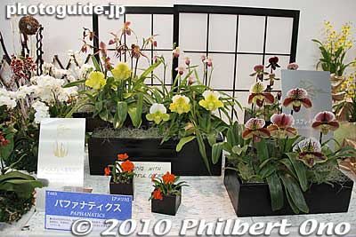 USA
Keywords: tokyo bunkyo-ku dome Japan Grand Prix International Orchids Festival show flowers 