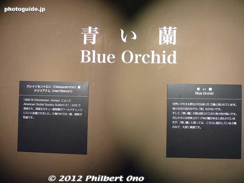 Blue Orchid
Keywords: tokyo dome orchid show festival japan grand prix flowers
