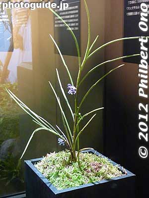 Keywords: tokyo dome orchid show festival japan grand prix flowers
