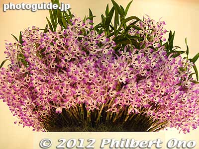 2012 Japan Grand Prix winner: Den. nobile 'Hatsue' by 大塚 初枝
Keywords: tokyo dome orchid show festival japan grand prix flowers