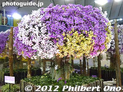 Orchid tree at Orchid show in Tokyo Dome, 2012
Keywords: tokyo dome orchid show festival japan grand prix flowers