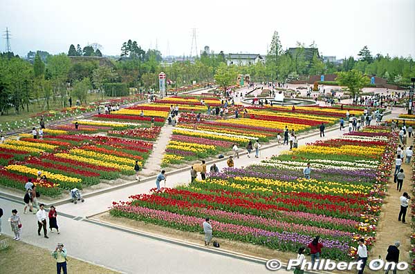 Tonami Tulip Fair is held annually from late April to May 5 at Tonami Tulip Park open 8:30 am to 5:30 pm. Admission charged. This view is from the Tulip Tower. 砺波チューリップ公園
Keywords: toyama tonami tulip fair park japanflower