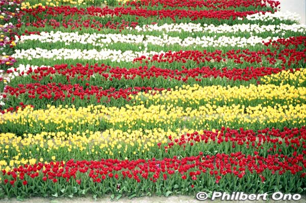 On May 5, Children's Day, admission is free for jr. high and younger children. The tulip design pattern changes every year. These photos were taken some years ago.
Keywords: toyama tonami tulip fair park
