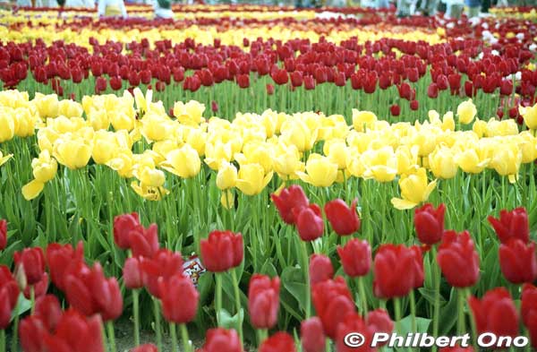 The first Tonami Tulip Fair was held in 1952 to commemorate the formation of Tonami Town upon the merger of adjacent villages. The fair moved to this park in 1964. Emperor Hirohito and empress Nagako visited in 1958. 
Keywords: toyama tonami tulip fair park