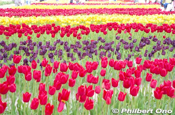 Tonami Tulip Park has 3 million tulips and 300 varieties. They occupy 7,000 sq. meters, equivalent to three pro baseball fields.
Keywords: toyama tonami tulip fair park