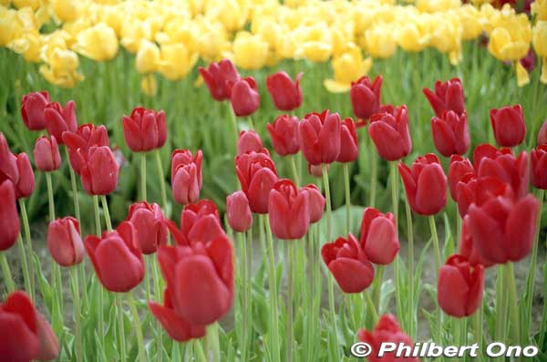 The tulip is the official flower for both Tonami and Toyama Prefecture.
Keywords: toyama tonami tulip fair park