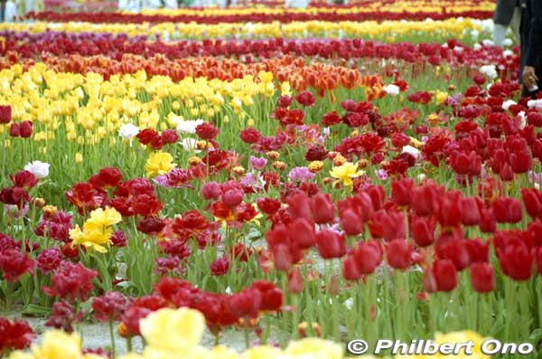 Keywords: toyama tonami tulip fair park