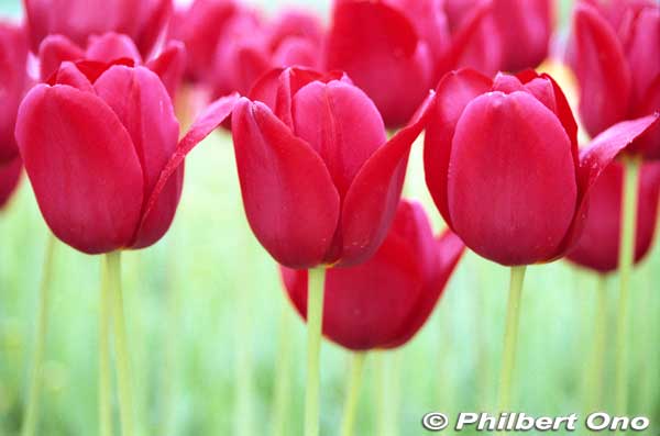 Standard red tulips.
Keywords: toyama tonami tulip fair park