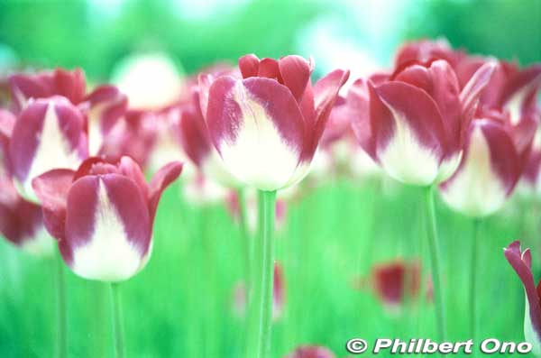 Keywords: toyama tonami tulip fair park